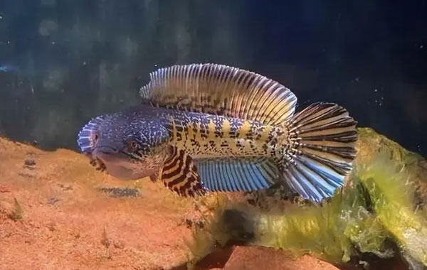 合肥鱼缸
