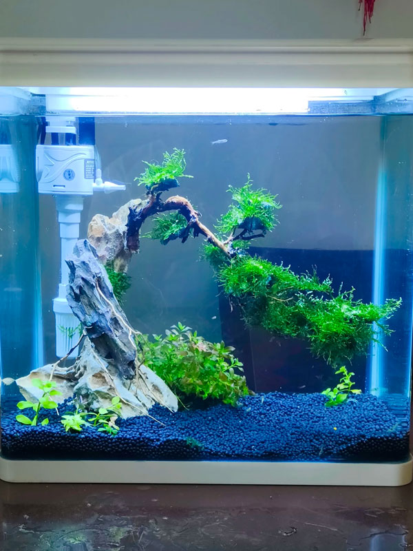 合肥鱼缸造景